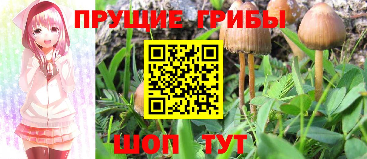 Кызыл  Галлюциногенные грибы GOLDEN TEACHER  даркнет сайт  Вход с VPN 